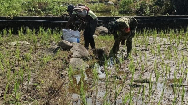 Babinsa Geumpang Turun ke Sawah, Bantu Petani Pupuk Padi Dukung Ketahanan Pangan